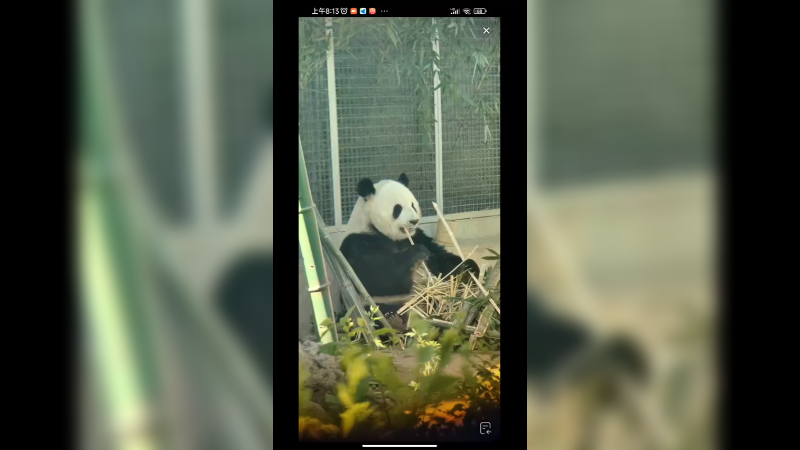 大熊猫萌兰在认真干饭