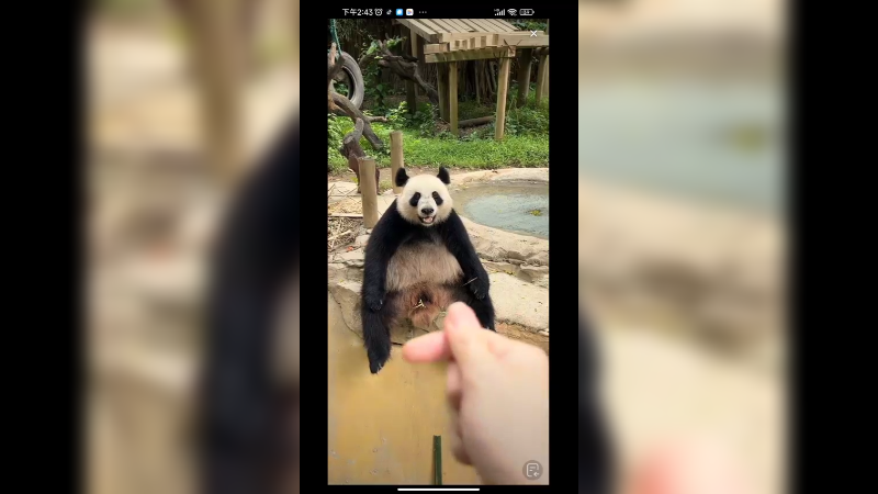 大熊猫坐着等吃的，胡萝卜好吃