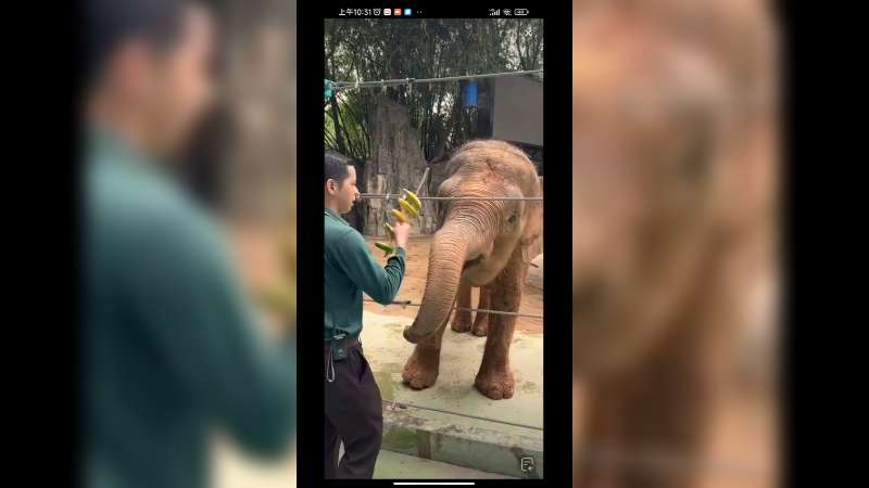 小象吃东西也很没错，串串好吃啊