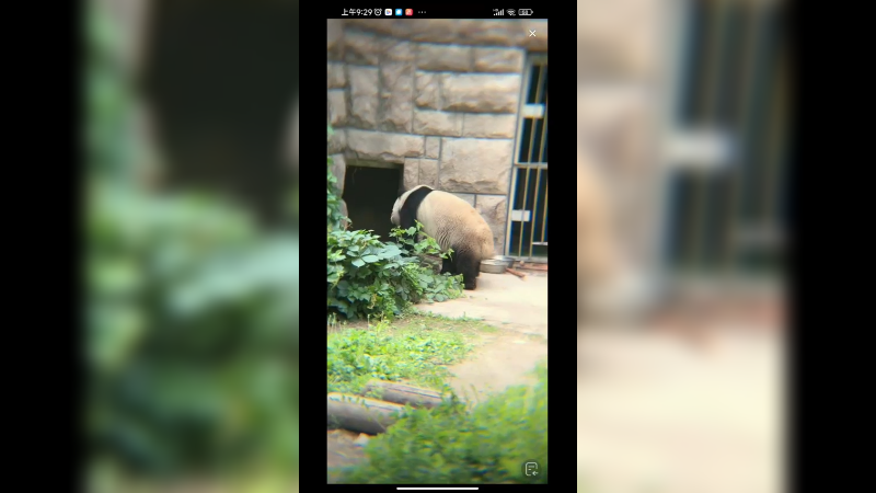 大熊猫萌二吃饱散步