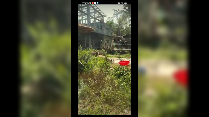 大熊猫吃饱饭来回散步玩