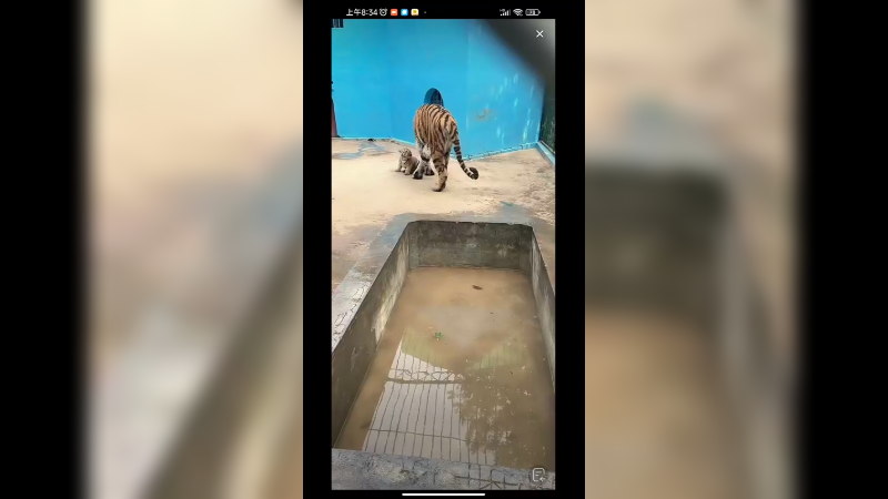 老虎在水池里来回走路，这水池水太少