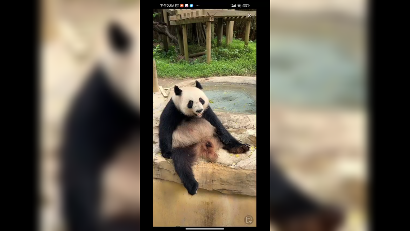 大熊猫笑起来好可爱啊