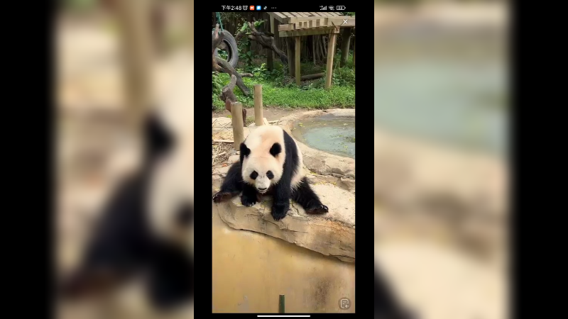 大熊猫等着竹笋，吃的好香