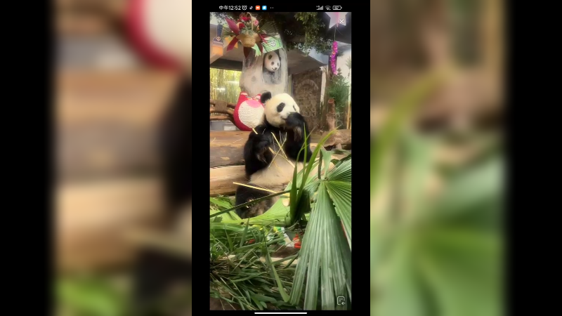大熊猫吃竹子好快乐