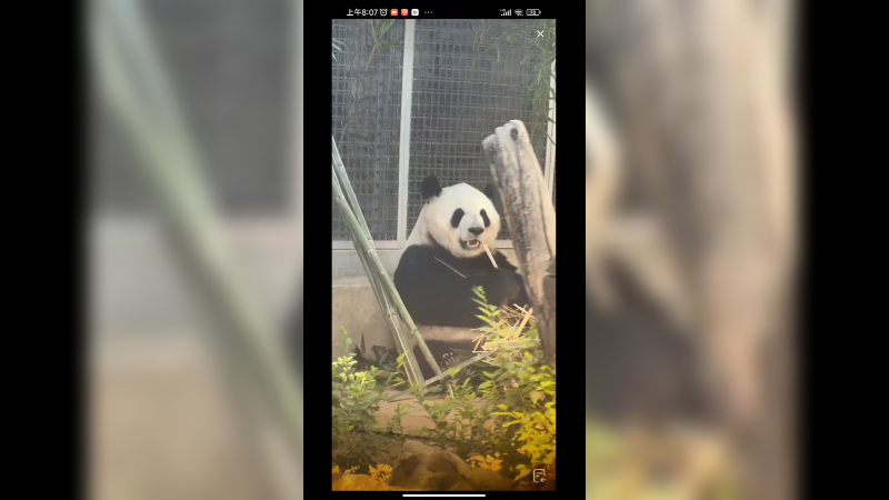 三太子萌兰吃竹子好可爱，速度很快的