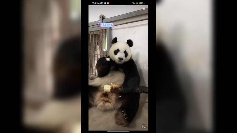 大熊猫坐室内吃大竹笋，可爱