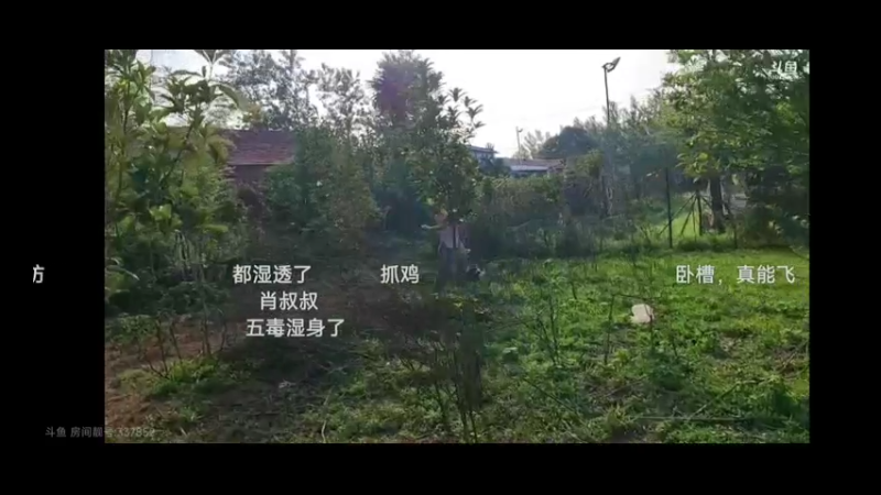 小宁煦抓鸭和鹅很厉害，没想到啊