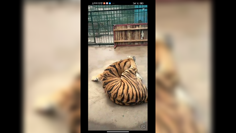 母老虎带着唯一的小老虎，一胎生一个比生几个还难