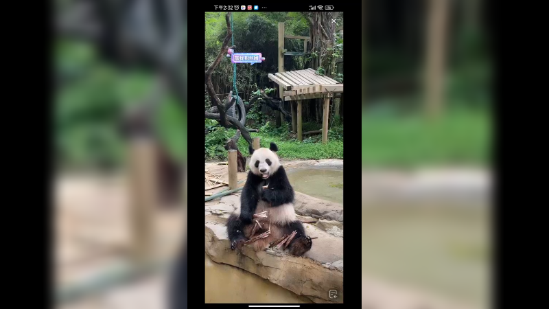 大熊猫坐着吃竹笋，好可爱好乖