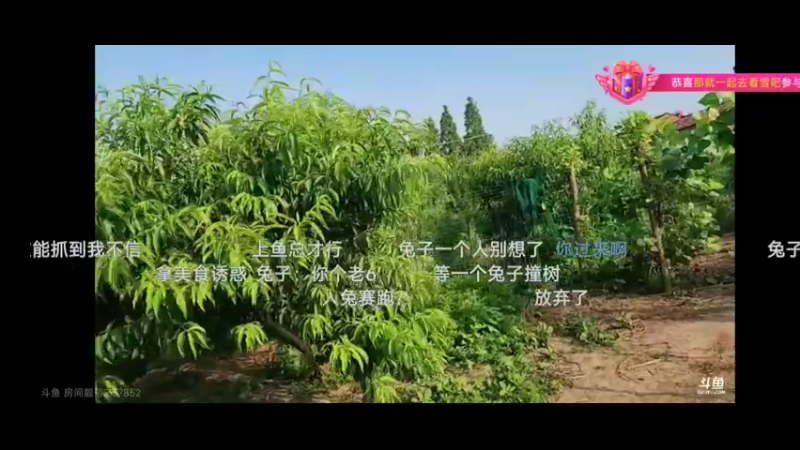 美女小宁煦抓鸡厉害的