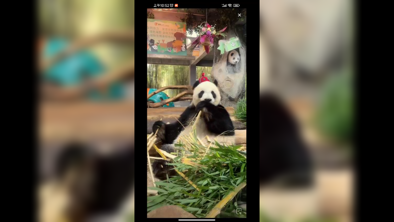 大熊猫一大早吃竹子，美滋滋