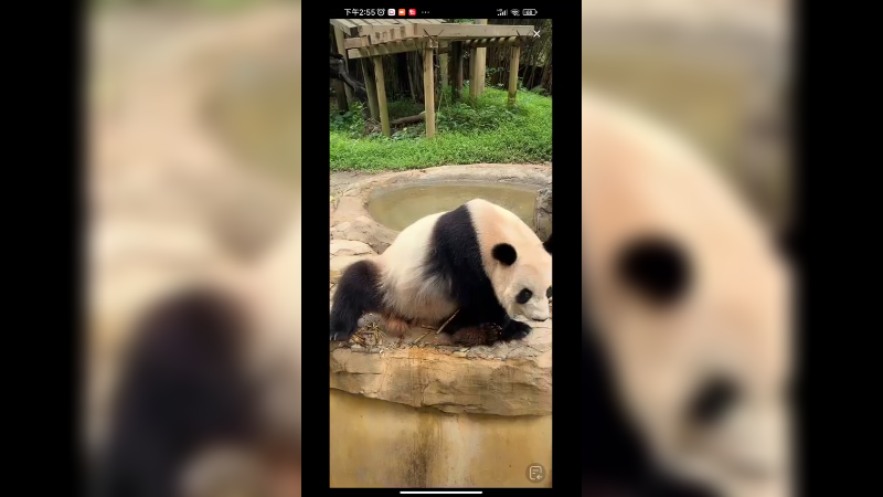 大熊猫坐着吃竹笋可爱的