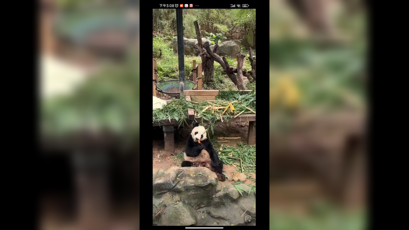 大熊猫吃竹子好香