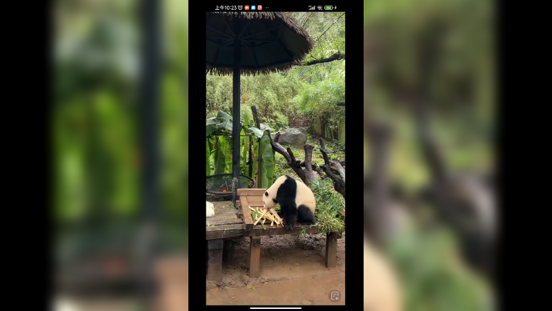 大熊猫在芭蕉叶下玩