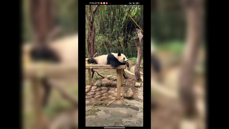 大熊猫在木架上躺着吃，好悠哉