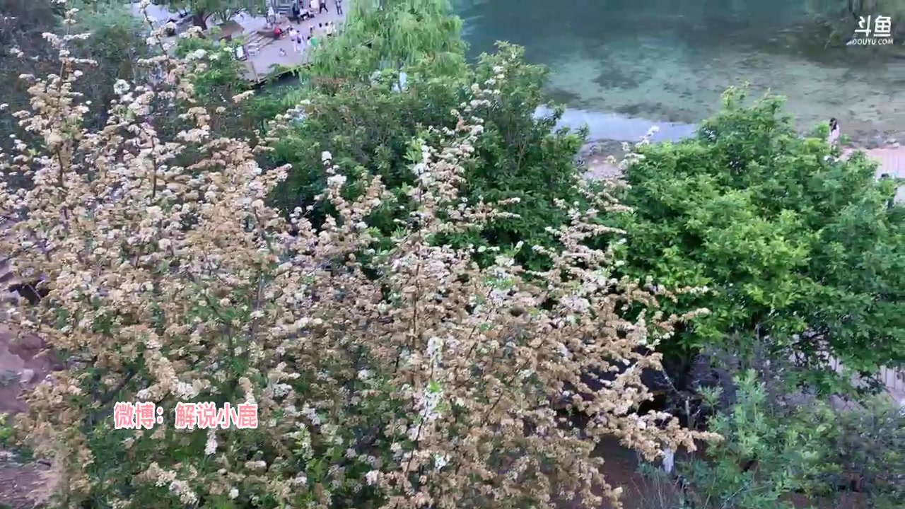 【2023-05-31 19点场】解说小鹿呀：鹿在云南丽江