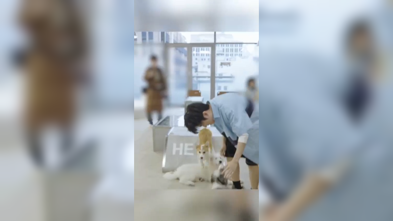 自带吸狗体质