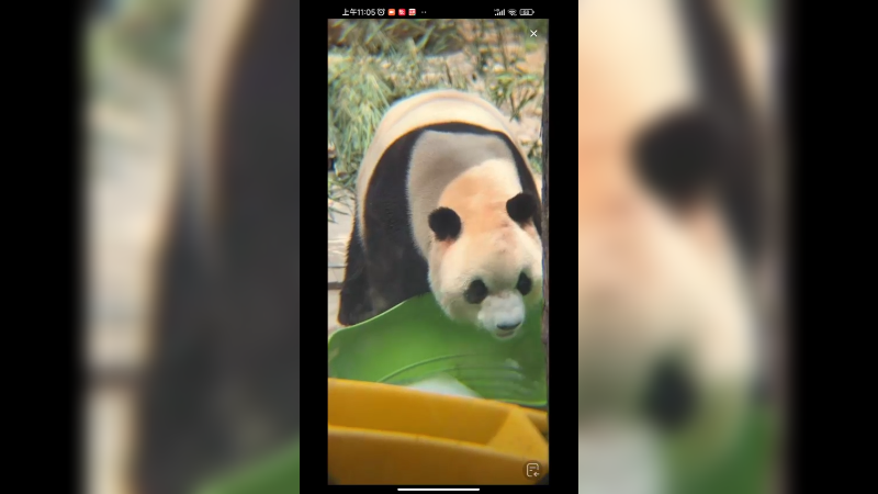 大熊猫胖大海在户外玩，好可爱啊