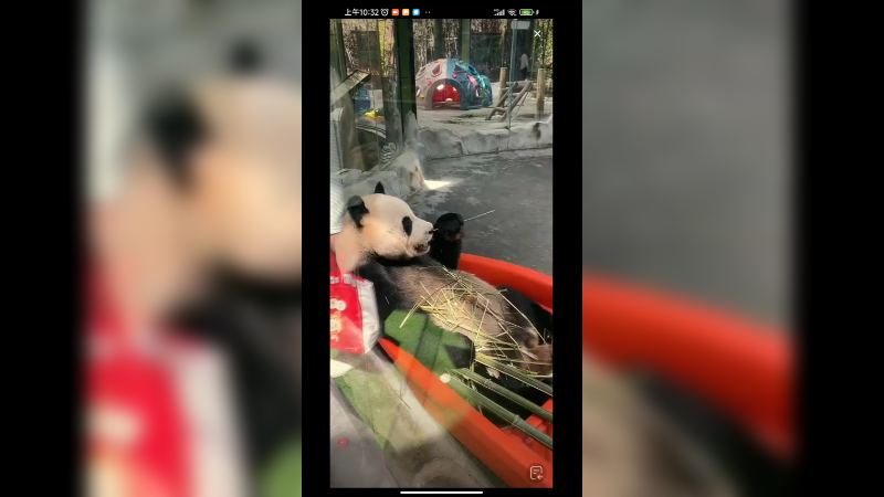 大熊猫坐着吃竹子，好可爱啊