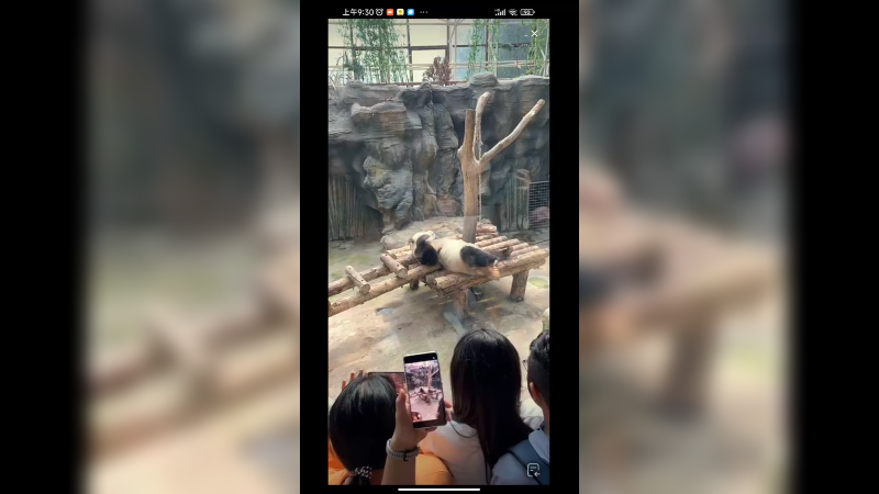 大熊猫在室内运动好可爱啊