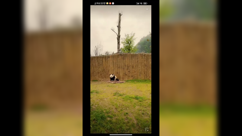 大熊猫一大早出来吃竹子，一只熊猫有好大院子啊