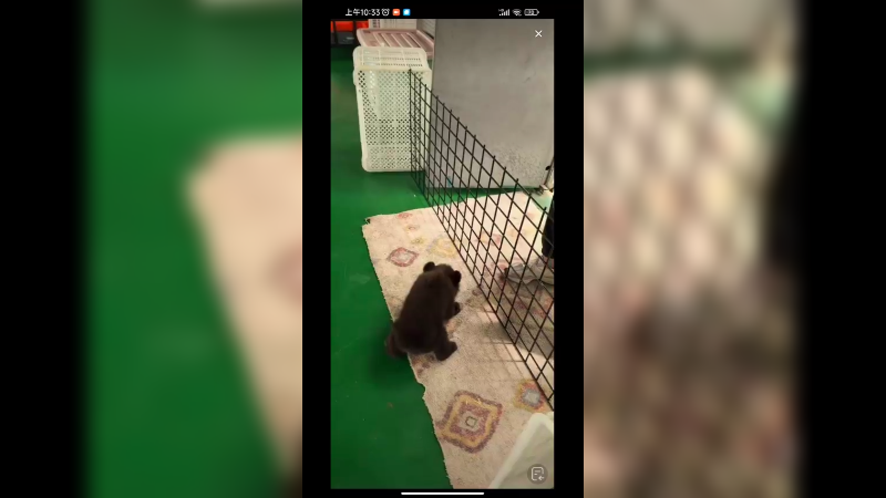 小老虎好喜欢找小黑熊玩，小黑熊打不过小老虎