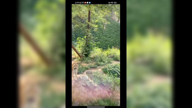 老虎在悠闲的散步啊