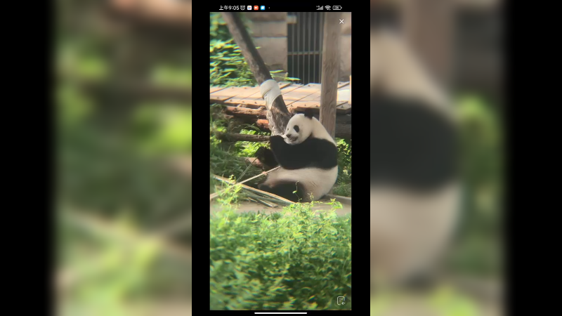 大熊猫吃竹子好悠哉