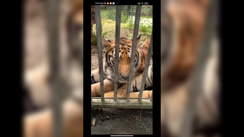 几只小老虎围着吃肉，可爱啊