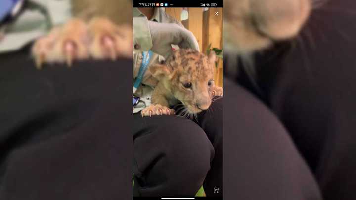 小狮子好可爱啊，好黏人