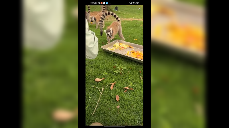 这长尾猴颜值很高啊