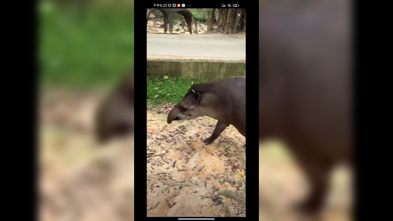 这么怪的动物，你认识吗 巴西貘