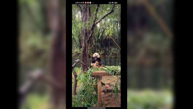 大熊猫坐着安静吃竹子，真可爱的