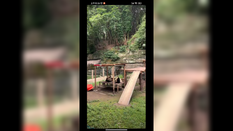 几只大熊猫幼崽在玩，好可爱啊