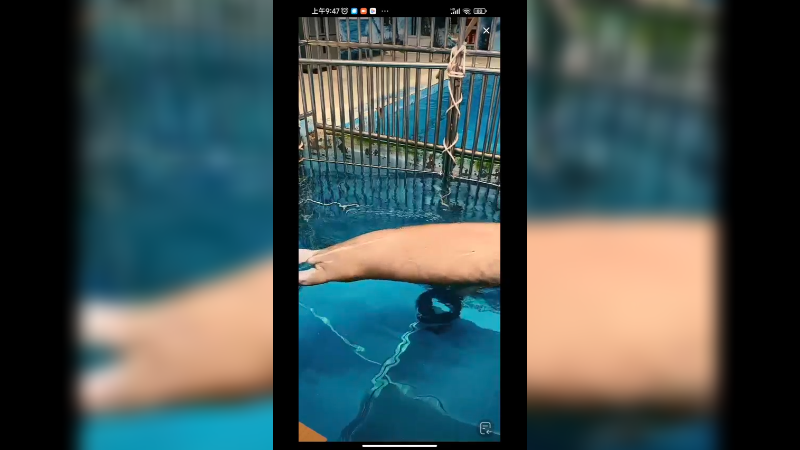 海象在水里来回游泳好悠哉