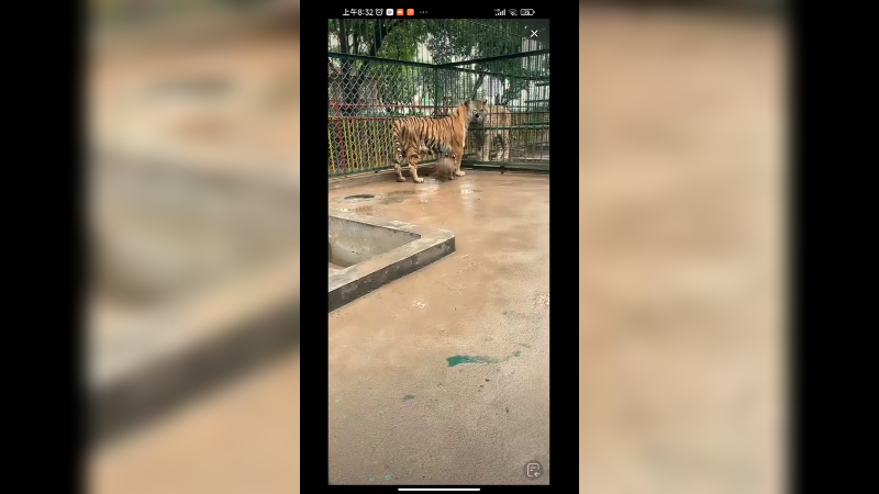 动物园母老虎陪小老虎玩