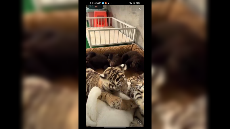 小老虎好调皮啊，小黑熊很喜欢睡觉