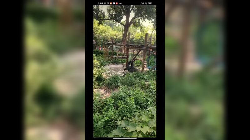 大熊猫散步游玩好看