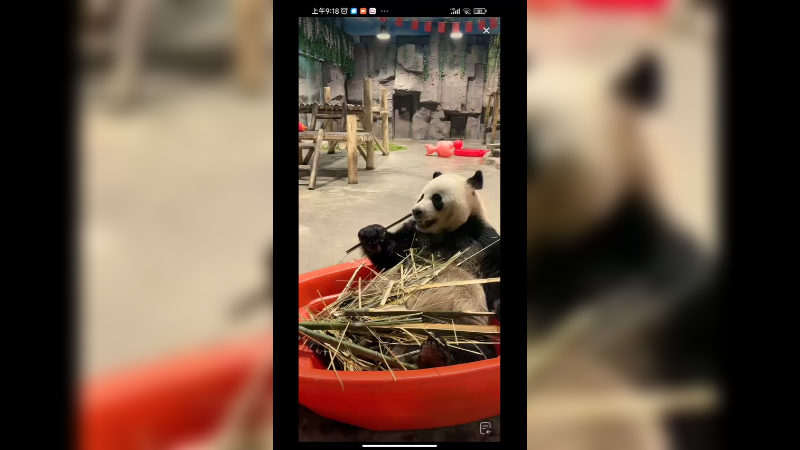 大熊猫坐船上吃竹子