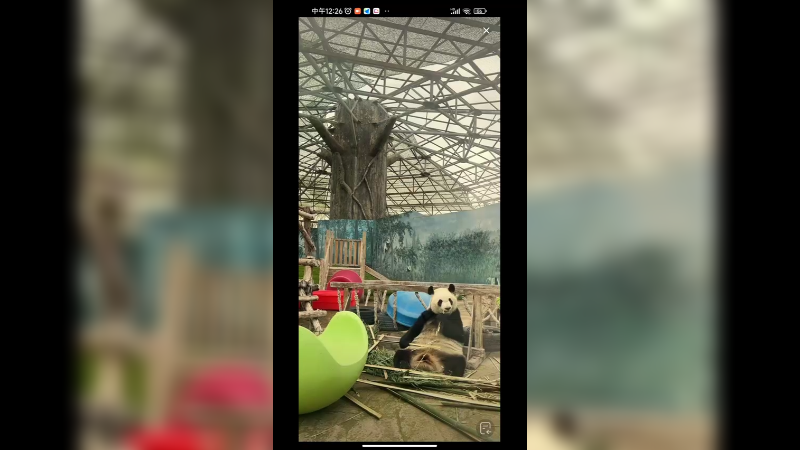大熊猫在内蒙古吃竹子好可爱啊