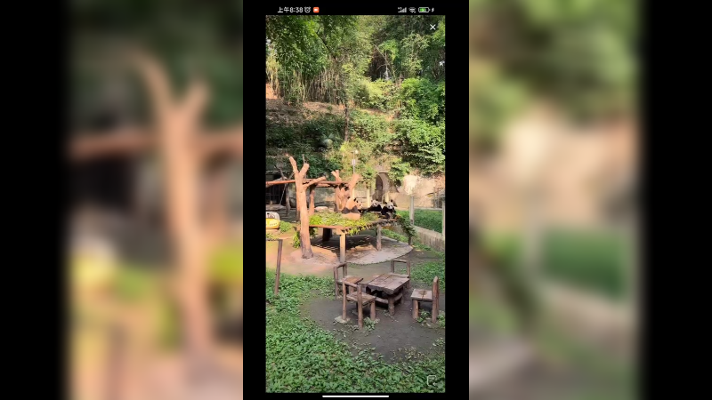 几只小的大熊猫在吃竹子，好可爱