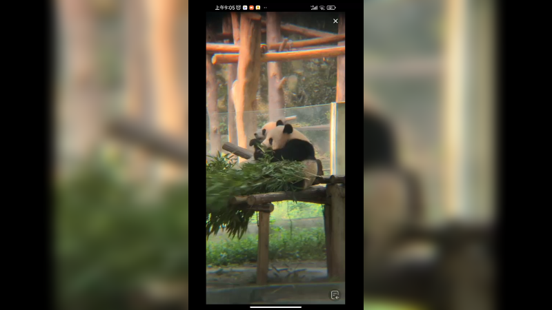 两只大熊猫吃竹子，好乖