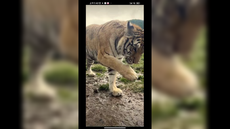 老虎没吃的，没精打采啊