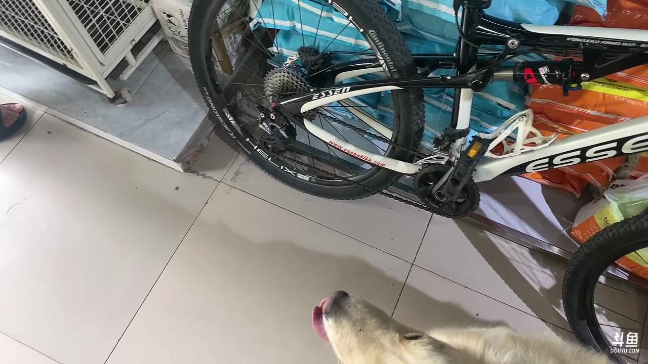 【2023-06-05 14点场】周一南OvO：【呆猪】我想出道了。