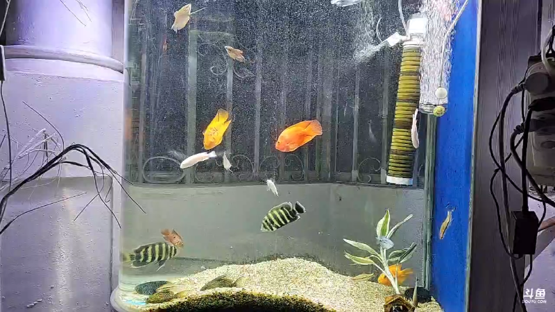 鱼缩水就快死了。