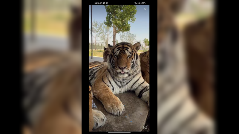 聪明的老虎趴饲养员附近等着吃鸡腿，美滋滋