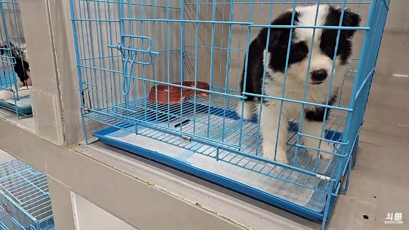 刚才叫边牧狗现在的叫柴犬