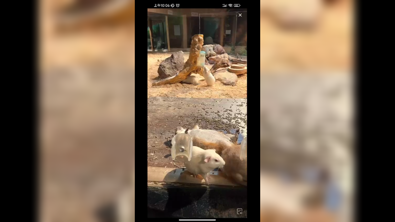 这两种老鼠挺好看，你认识吗