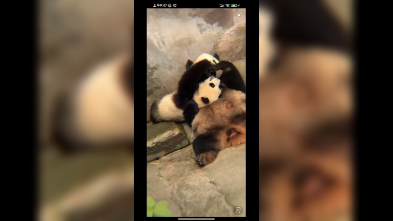 双胞胎大熊猫和妈妈一起玩耍好可爱啊